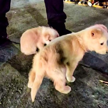 Rescata Gobierno Municipal de Tijuana a cuatro cachorros víctimas de venta ilegal