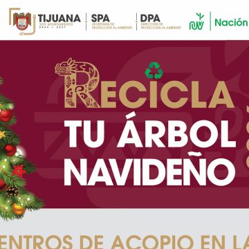 Habilitan centros de acopio para árboles de Navidad