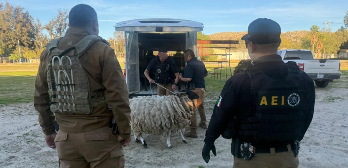 Catean domicilio por maltrato animal en la colonia El Testerazo
