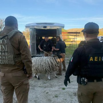 3 Catean domicilio por maltrato animal en la colonia El Testerazo