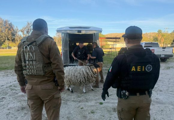 Catean domicilio por maltrato animal en la colonia El Testerazo