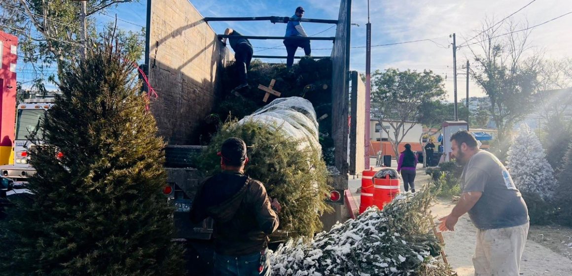 Recaban más de 2 mil árboles en campaña de reciclaje