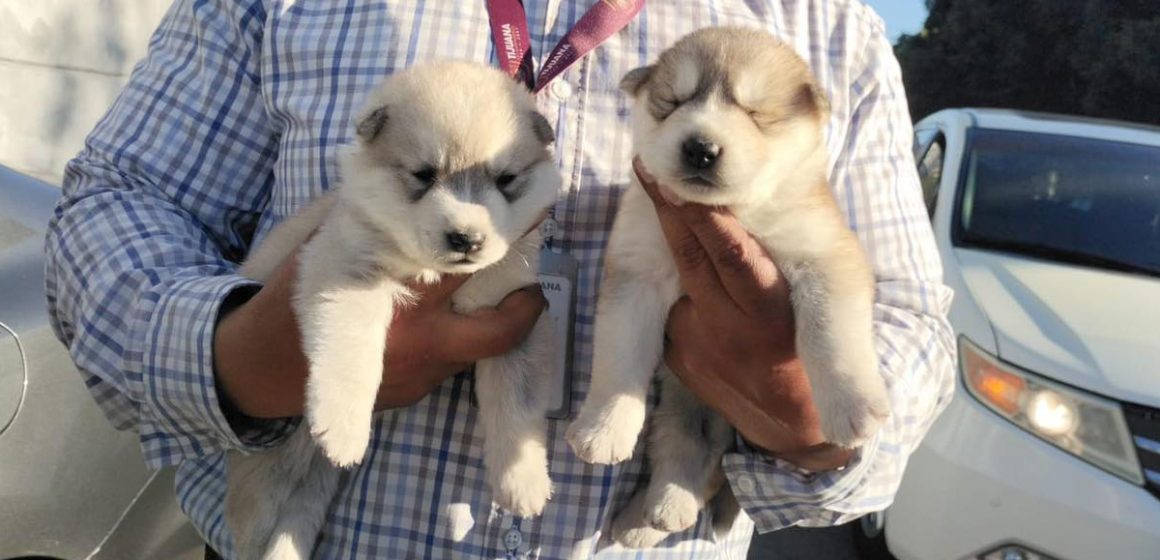 Aseguran cachorros husky vendidos de forma ilegal en la línea de San Ysidro