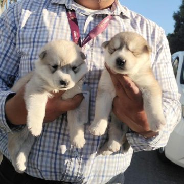 Aseguran cachorros husky vendidos de forma ilegal en la línea de San Ysidro