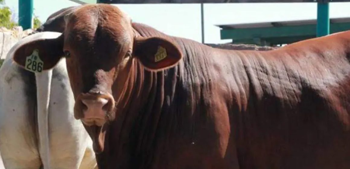 Capacitan a inspectores para reforzar el control y la movilización del ganado en BC