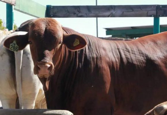 Capacitan a inspectores para reforzar el control y la movilización del ganado en Baja California