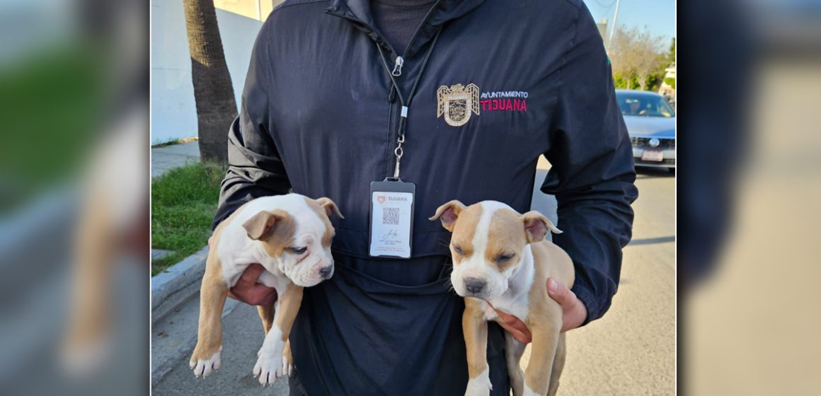 Rescatan a cuatro cachorros que eran vendidos en plena vía pública