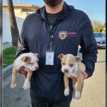 Rescatan a cuatro cachorros que eran vendidos en plena vía pública