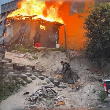Rescatan a dos perros durante incendio en Camino Verde