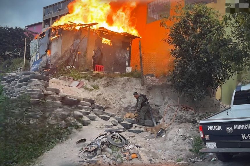 Rescatan a dos perros durante incendio en Camino Verde