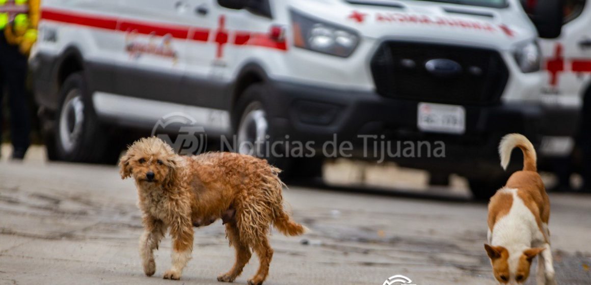 Tres detenidos y armas decomisadas tras enfrentamiento en Valle de las Palmas