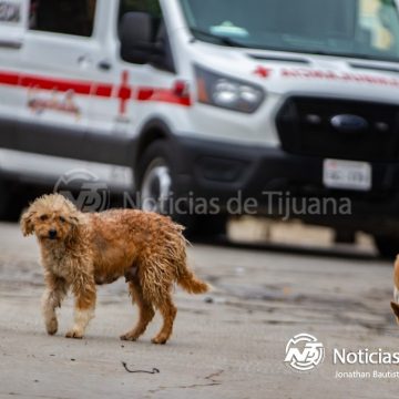 Tres detenidos y armas decomisadas tras enfrentamiento en Valle de las Palmas
