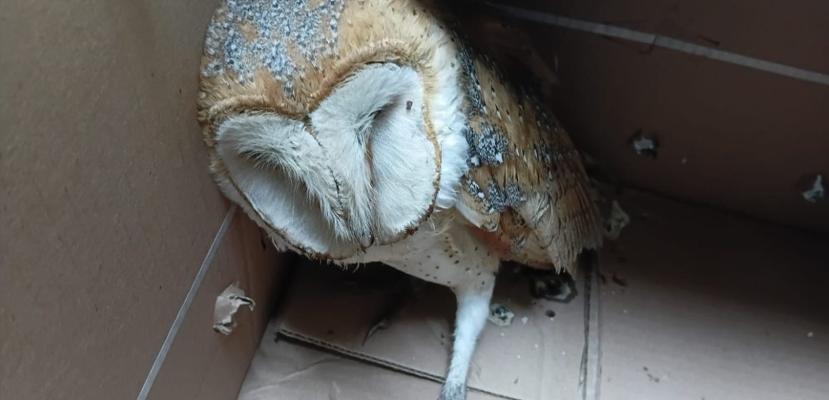 Resguardan a lechuza lesionada y la entregan a PROFEPA para su atención