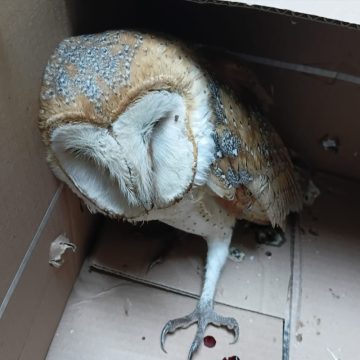 Resguardan a lechuza lesionada y la entregan a PROFEPA para su atención