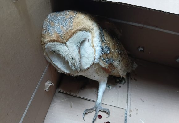 Resguardan a lechuza lesionada y la entregan a PROFEPA para su atención