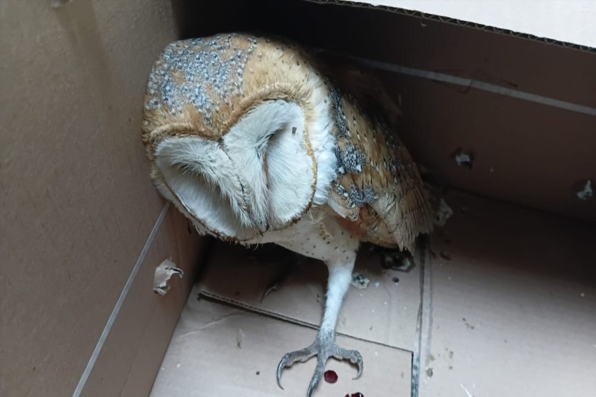 Resguardan a lechuza lesionada y la entregan a PROFEPA para su atención