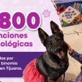 Más de 800 atenciones psicológicas con apoyo de binomio canino en CEJUM