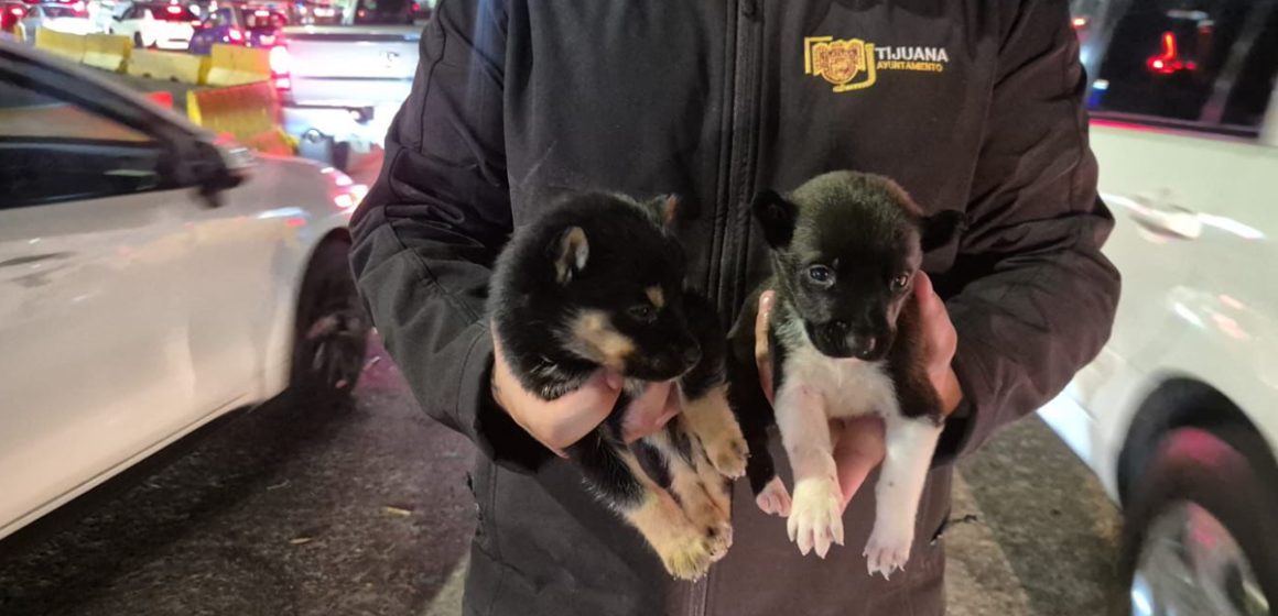 Rescatan cachorros vendidos en garita