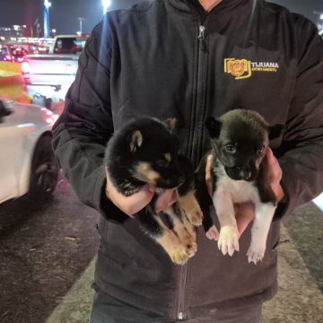 1 Rescatan cachorros vendidos en garita