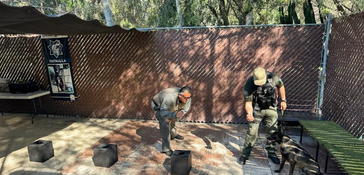 Brinda SSPCM de Tijuana capacitación a elementos de la Unidad Canina del municipio de Playas de Rosarito