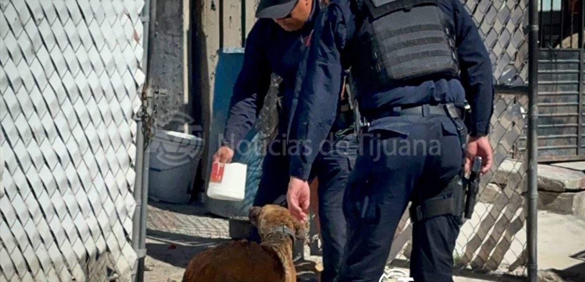 Incendio consume dos viviendas en Terrazas; un perro resulta con quemaduras