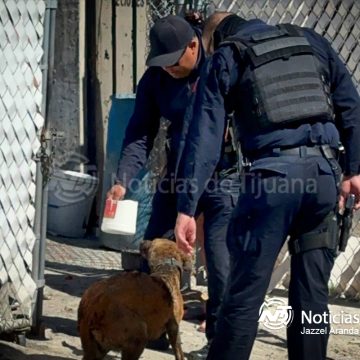 Incendio consume dos viviendas en Terrazas; un perro resulta con quemaduras