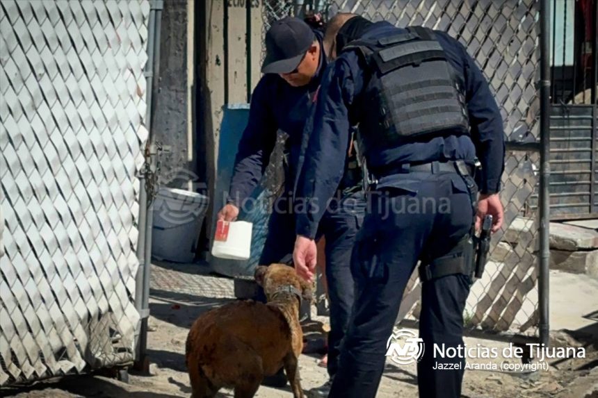 4 Incendio consume dos viviendas en Terrazas; un perro resulta con quemaduras