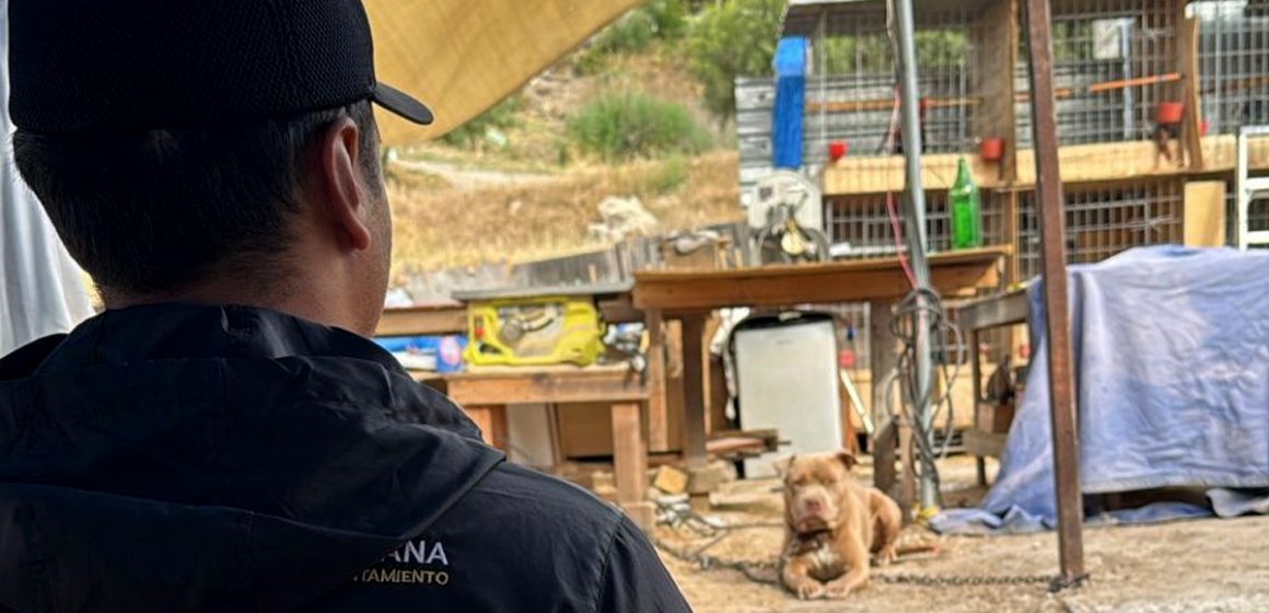 Gobierno atiende denuncia por presunto maltrato animal