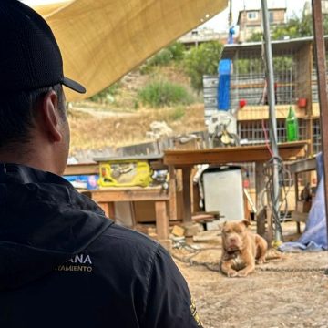 1 Gobierno atiende denuncia por presunto maltrato animal