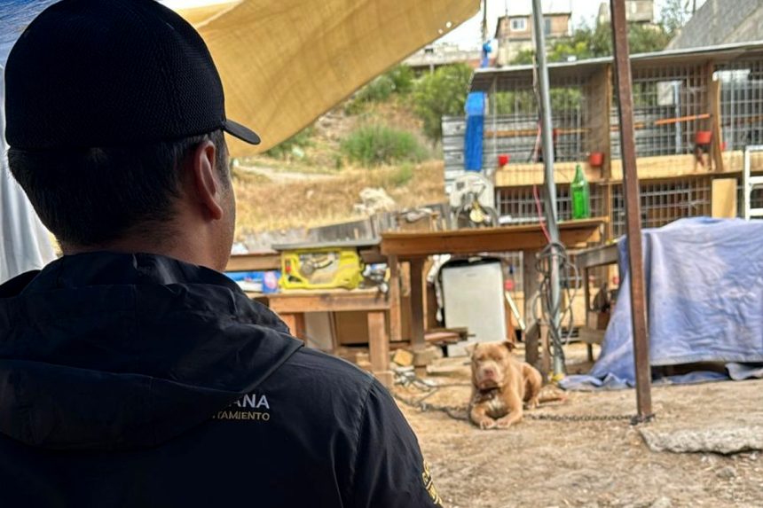 Gobierno atiende denuncia por presunto maltrato animal