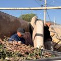 Tecate retira 320 toneladas de basura voluminosa en colonias