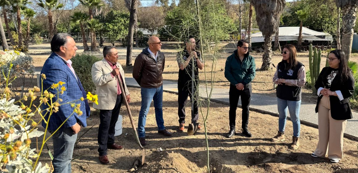 Gobierno de Tijuana planta 150 árboles en jornada por el Día de la Tierra