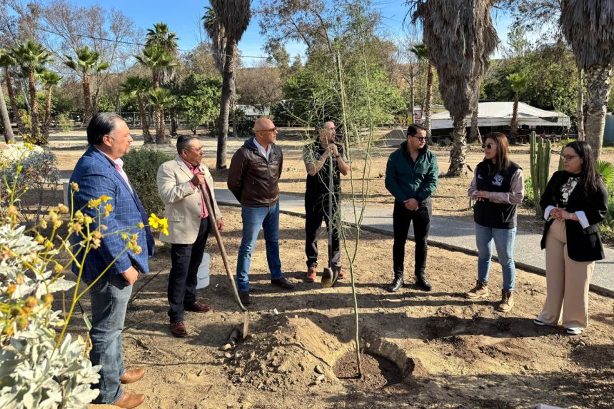 Gobierno de Tijuana planta 150 árboles en jornada por el Día de la Tierra