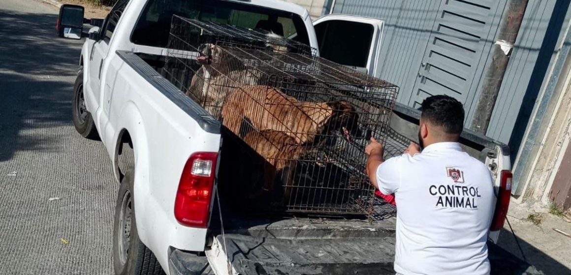 Atienden denuncia por maltrato animal