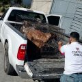 Atienden denuncia por maltrato animal