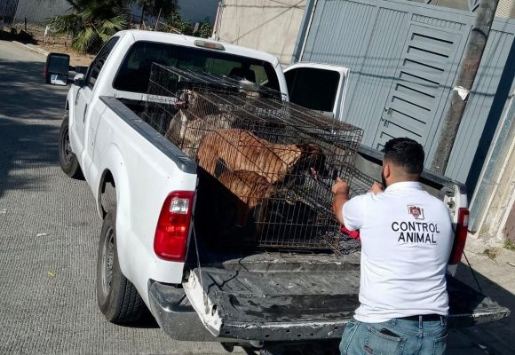Atienden denuncia por maltrato animal
