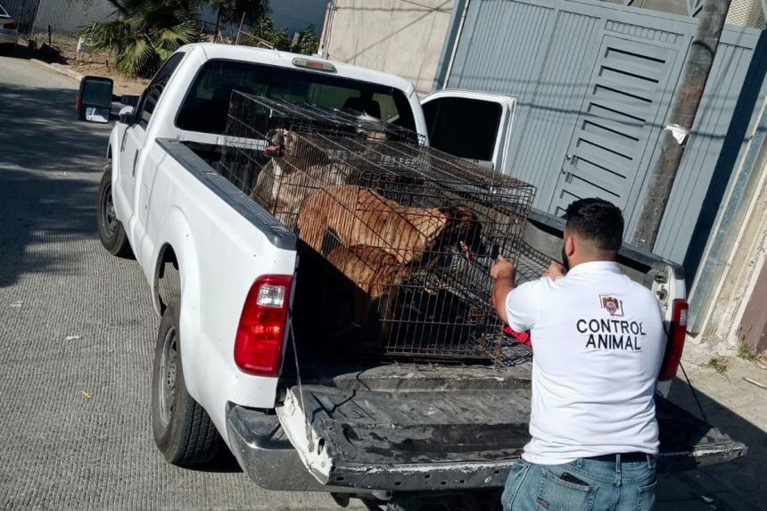 Atienden denuncia por maltrato animal