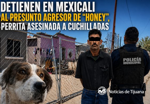 Detienen en Mexicali al agresor de “Honey”, perrita asesinada a cuchilladas