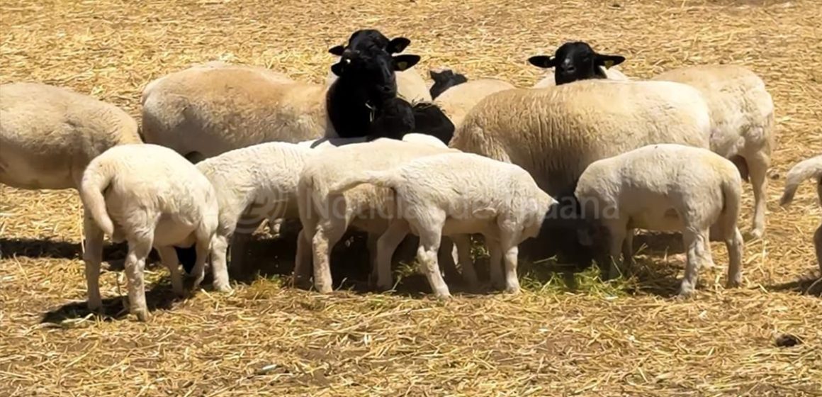 Impulsa SADER BC genética ovina en El Valle de Guadalupe