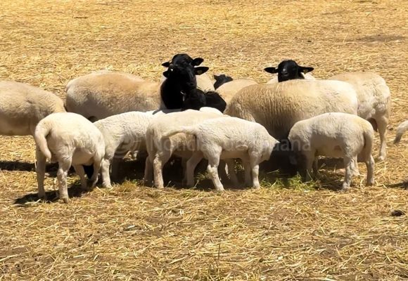 Impulsa SADER BC genética ovina en El Valle de Guadalupe