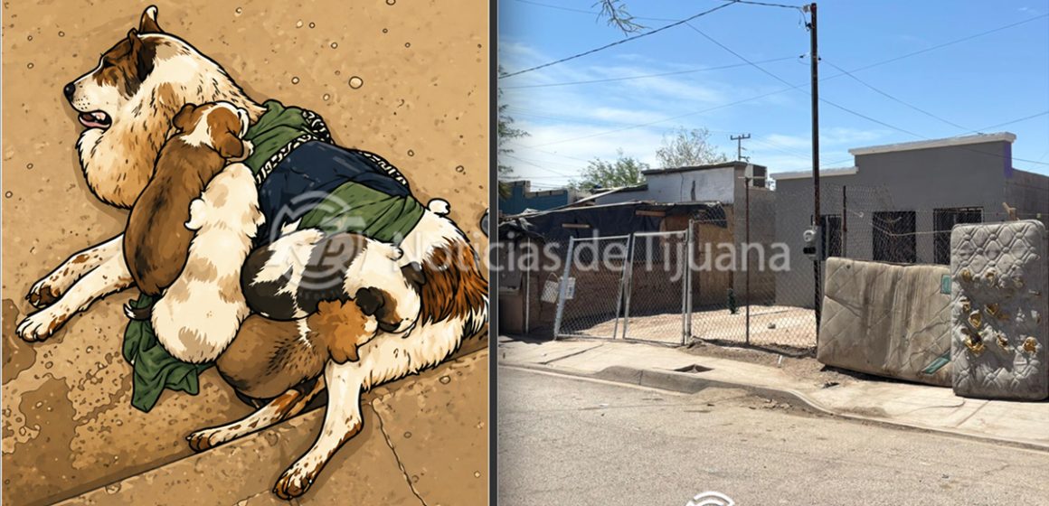 Asesinan a perrita “Honey” en Mexicali; ya hay denuncia ante Fiscalía