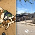 Asesinan a perrita “Honey” en Mexicali; ya hay denuncia ante Fiscalía