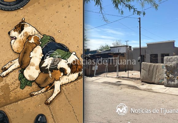Asesinan a perrita “Honey” en Mexicali; ya hay denuncia ante Fiscalía