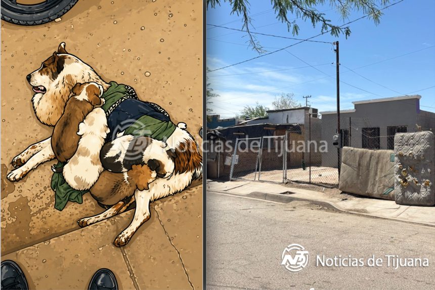 Asesinan a perrita “Honey” en Mexicali; ya hay denuncia ante Fiscalía