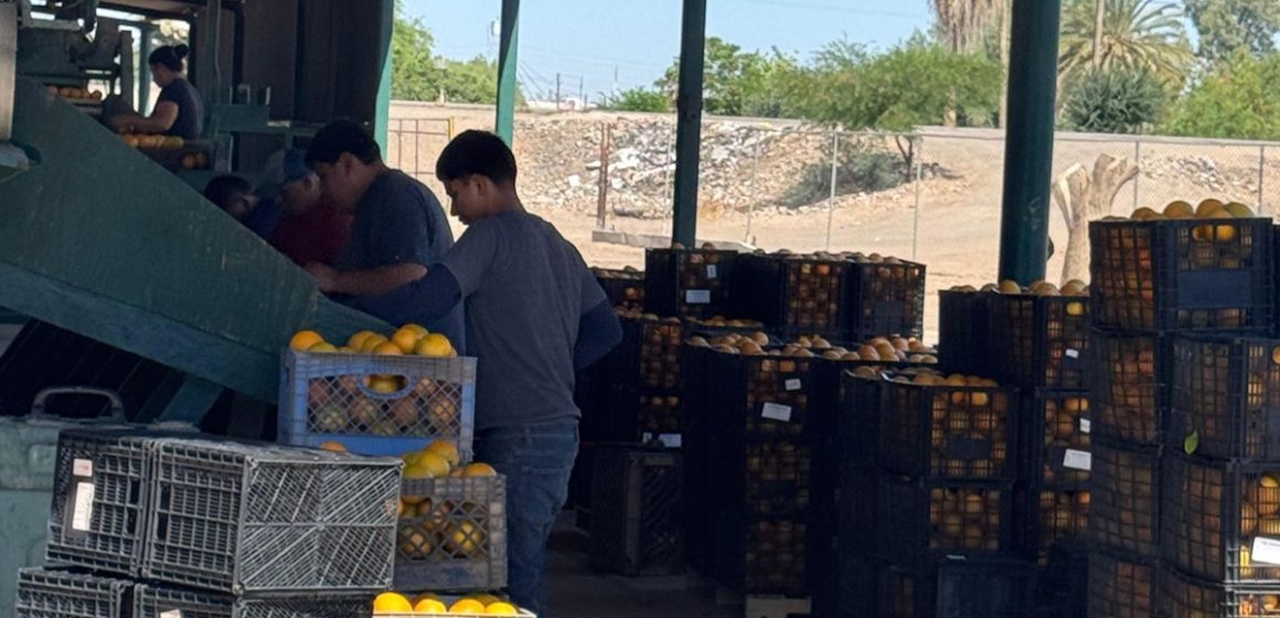 1 SADER BC fortalece venta de cítricos con empresa comercial