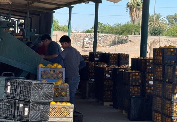 SADER BC fortalece venta de cítricos con empresa comercial