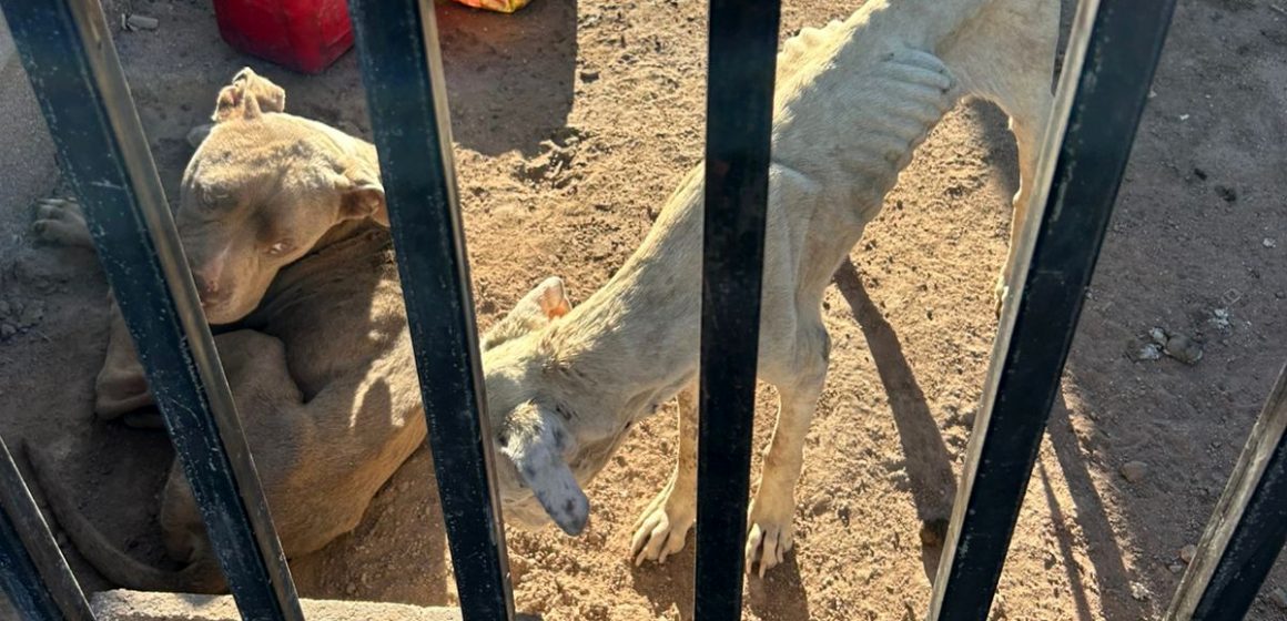 Catean vivienda y rescatan a dos pitbulls desnutridos