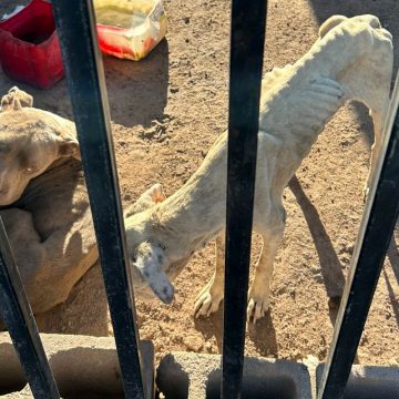 Catean vivienda y rescatan a dos pitbulls desnutridos