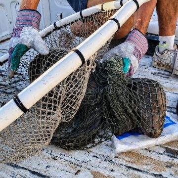 2 ¡A punto de morir! Rescatan lobo marino en San Felipe y lo trasladan de emergencia a Mexicali