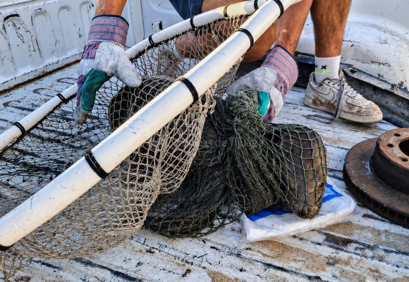 ¡A punto de morir! Rescatan lobo marino en San Felipe y lo trasladan de emergencia a Mexicali
